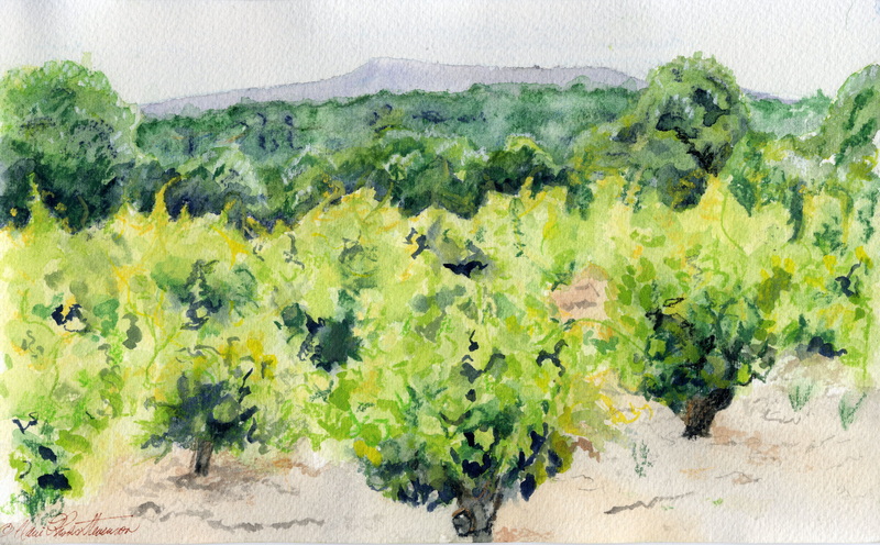 Vineyards at Vacqueyras, France